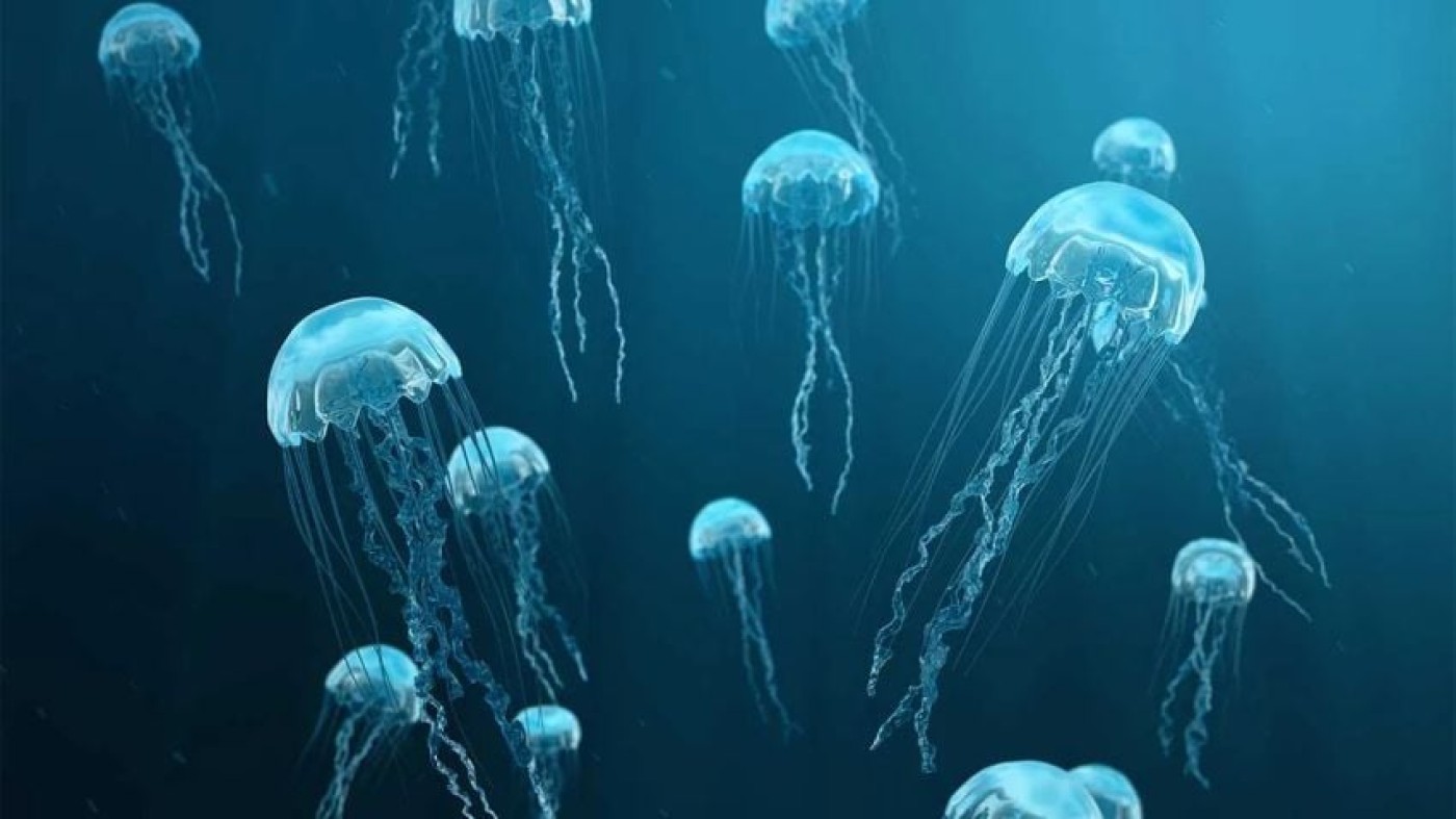 Serangan Ubur-Ubur Paksa Penutupan Pembangkit Listrik Tenaga Nuklir Prancis