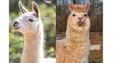 Serupa Tapi Tidak Sama: Kenali Perbedaan Llama dan Alpaka yang Penting