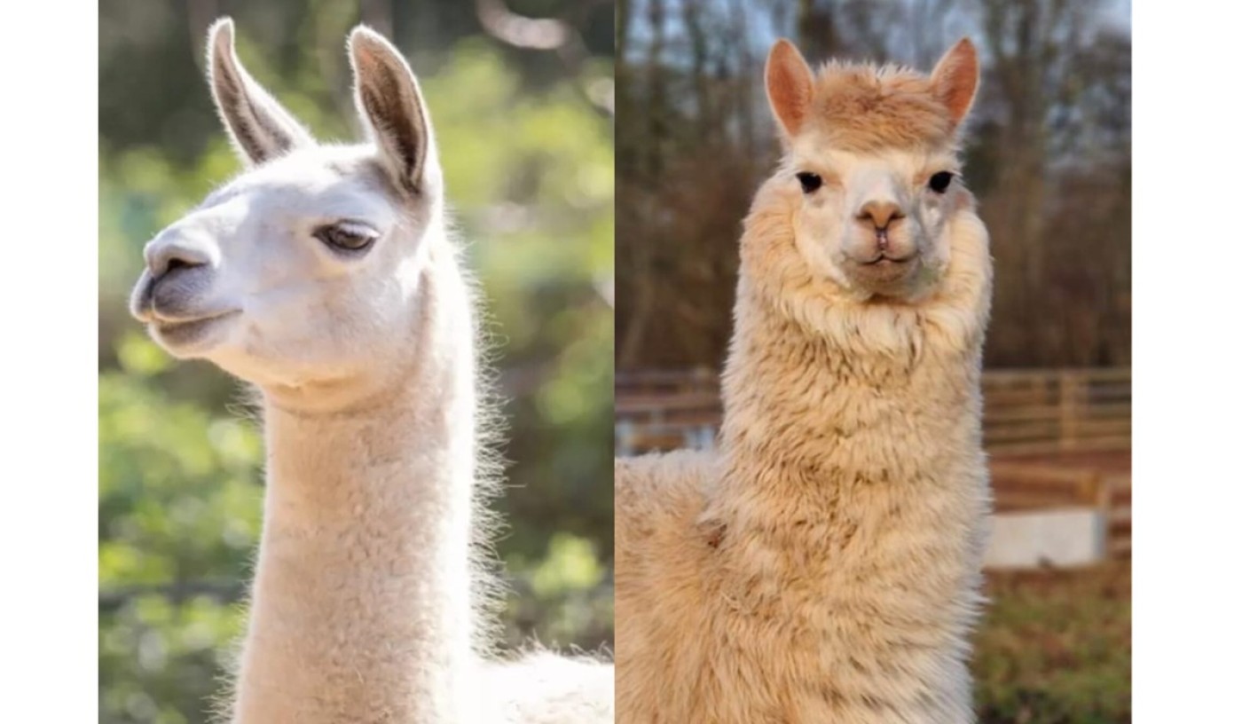 Serupa Tapi Tidak Sama: Kenali Perbedaan Llama dan Alpaka yang Penting