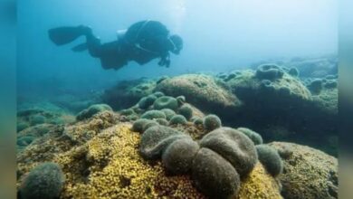 Terumbu Karang Mediterania Terbesar di Kroasia Terancam Pemanasan Global