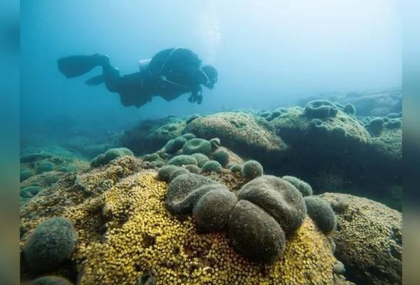 Terumbu Karang Mediterania Terbesar di Kroasia Terancam Pemanasan Global