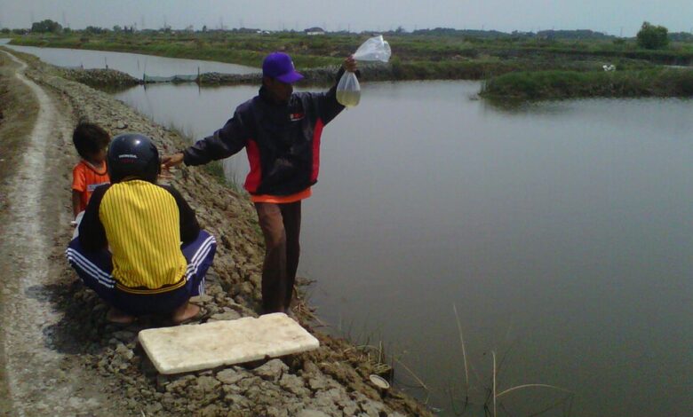 Udang Indonesia Terpapar Radioaktif, Kepercayaan Pasar Berisiko Menurun