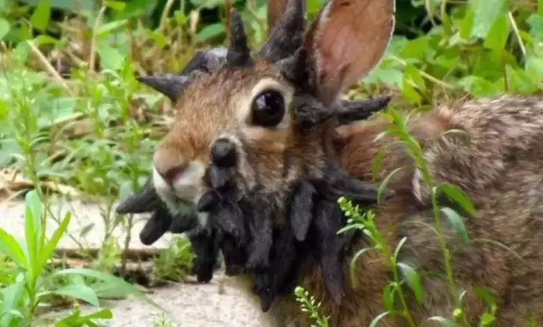 Viral! Kelinci Mutan di Amerika: Fakta Mengerikan yang Perlu Anda Ketahui