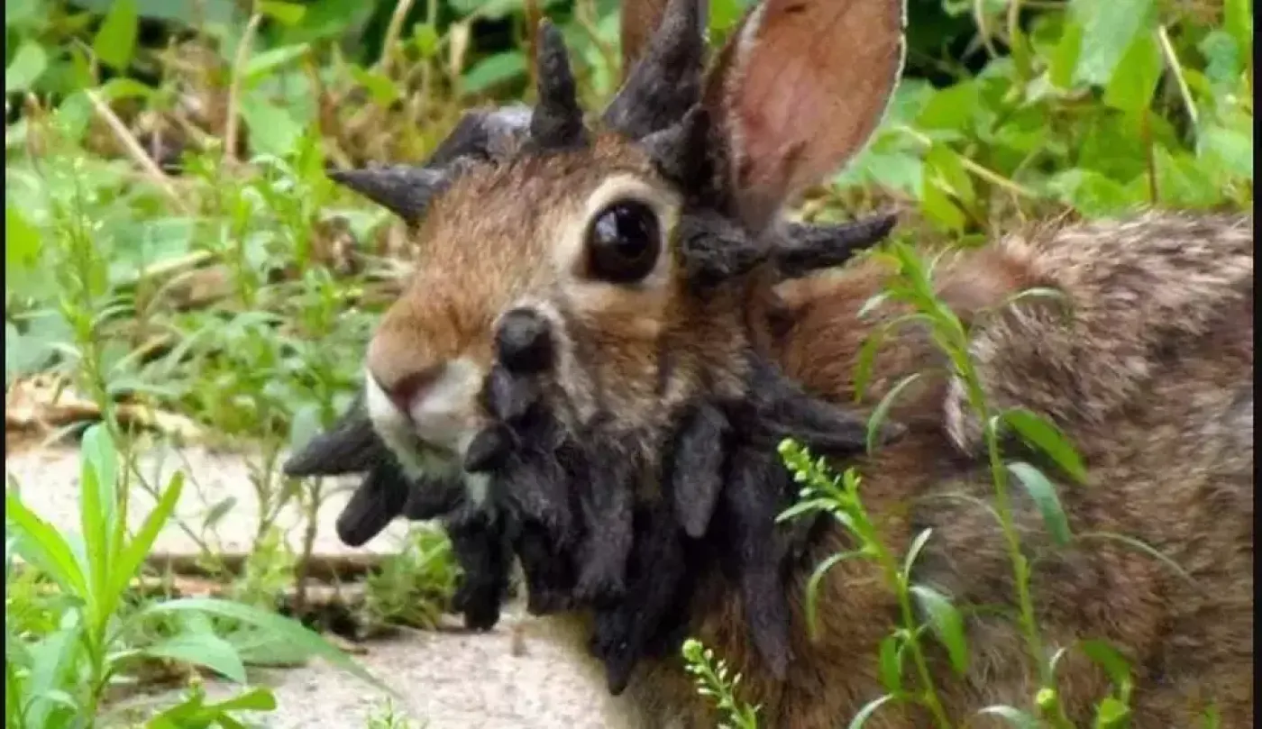 Viral! Kelinci Mutan di Amerika: Fakta Mengerikan yang Perlu Anda Ketahui