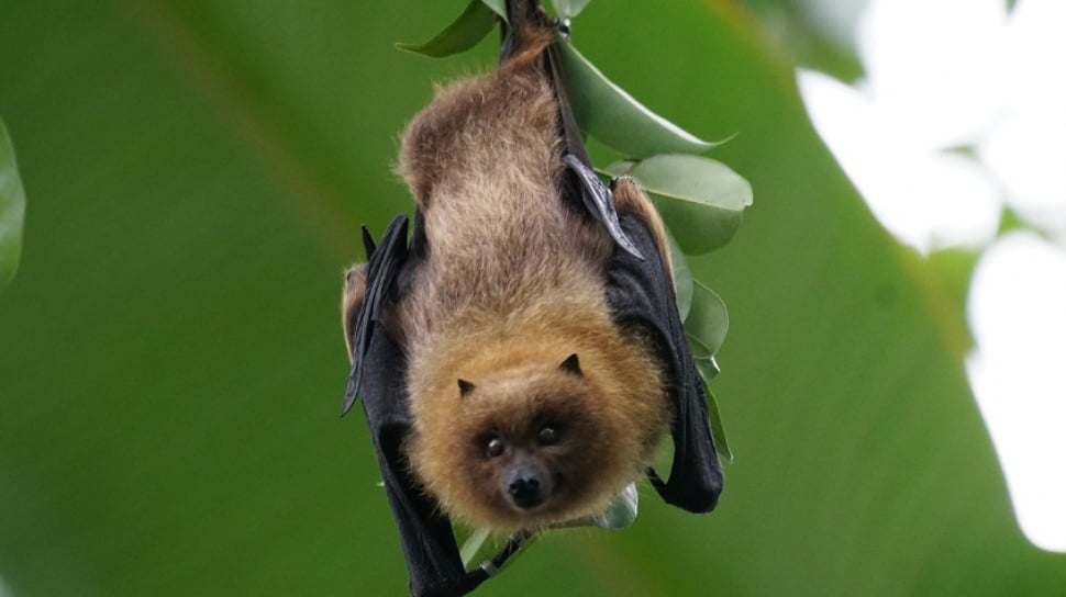 7 Hewan dengan Superpower Alami yang Mengagumkan di Dunia Fauna