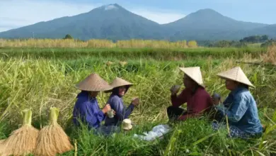 AI Pemetaan Tanah: Kunci Ubah Nasib Petani Jadi Jutawan di Era Digital