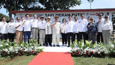 BRI Dukung Program Sapi Merah Putih untuk Swasembada Pangan Nasional