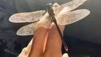 Capung Tertua di Dunia Ditemukan, Sayapnya Seukuran Telapak Tangan Manusia