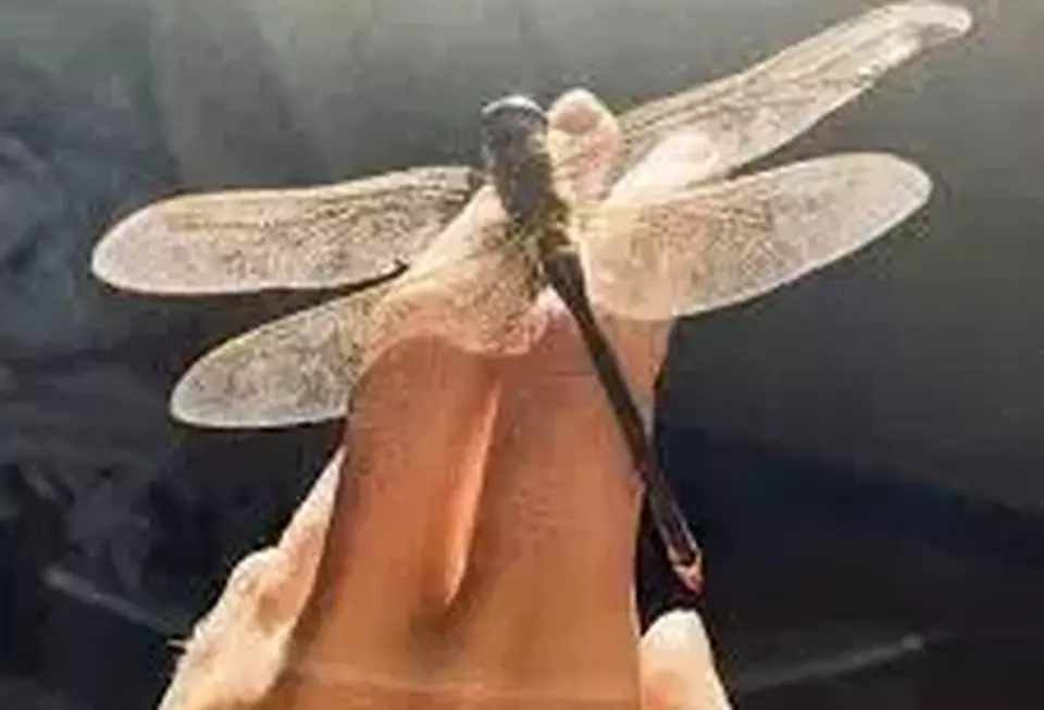 Capung Tertua di Dunia Ditemukan, Sayapnya Seukuran Telapak Tangan Manusia