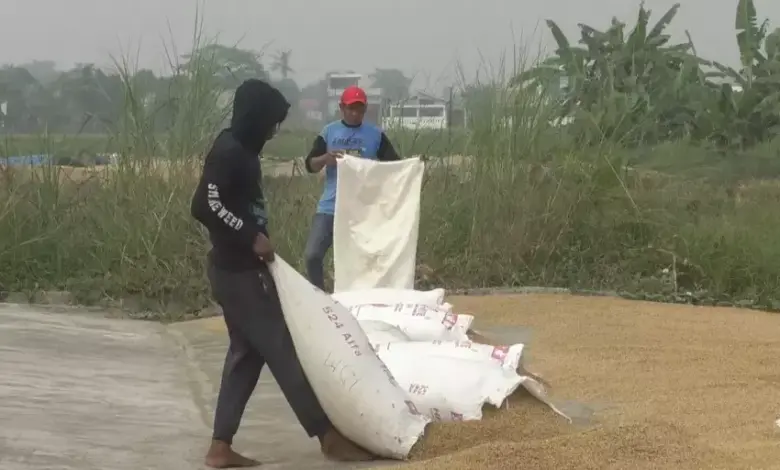 Dirut Bulog Pastikan Panen Gabah Dibeli Rp 6.500 Per Kg untuk Stabilitas Pangan