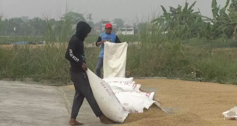 Dirut Bulog Pastikan Panen Gabah Dibeli Rp 6.500 Per Kg untuk Stabilitas Pangan