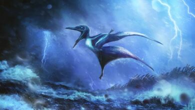Fosil Bayi Pterosaurus: Bukti Tragedi Badai 150 Juta Tahun Lalu Ditemukan