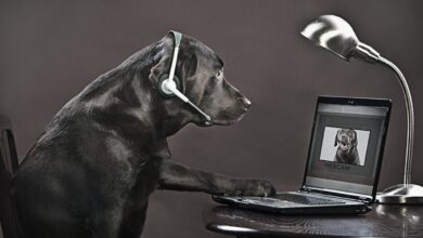 Ilmuwan Kembangkan Internet Hewan: Anjing dan Burung Beo Kini Bisa Video Call!