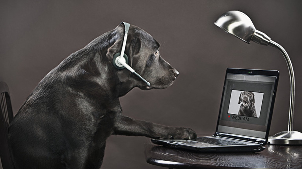 Ilmuwan Kembangkan Internet Hewan: Anjing dan Burung Beo Kini Bisa Video Call!