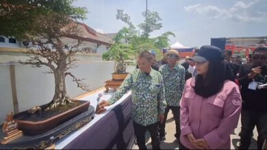 Kontes Bonsai Cantik Nasional Digelar di Brebes, Raih Perhatian Pecinta Tanaman