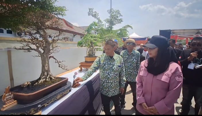 Kontes Bonsai Cantik Nasional Digelar di Brebes, Raih Perhatian Pecinta Tanaman