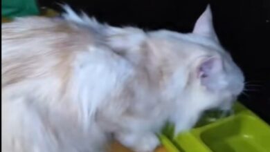 Nasib Kucing Maine Coon Eko Patrio Terancam Usai Rumah Dijarah Maling