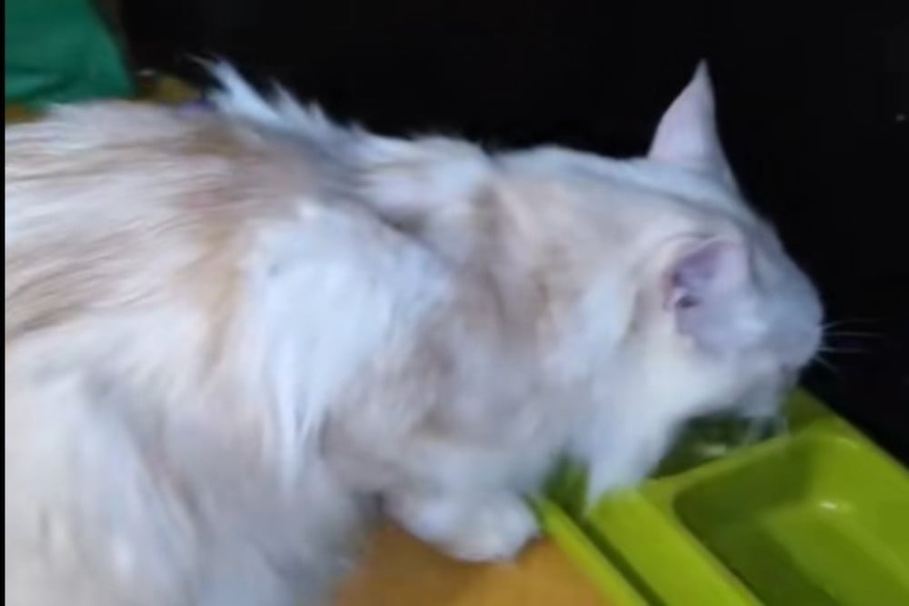 Nasib Kucing Maine Coon Eko Patrio Terancam Usai Rumah Dijarah Maling