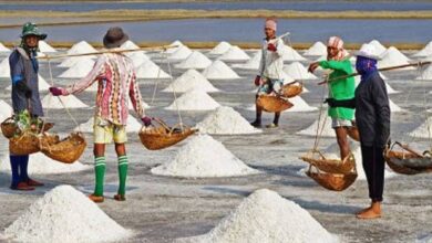 Pemerintah Perlu Kembangkan Salt Triangle Bipolo-Sabu-Rote Jadi Lumbung Garam