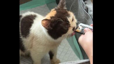 Sherina Munaf Selamatkan Kucing Uya Kuya Usai Digeruduk Massa di Jakarta