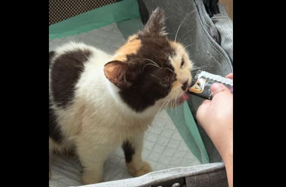 Sherina Munaf Selamatkan Kucing Uya Kuya Usai Digeruduk Massa di Jakarta