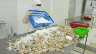 Udang Beku Indonesia Terkontaminasi Zat Radioaktif: Bahaya Serius untuk Kesehatan!