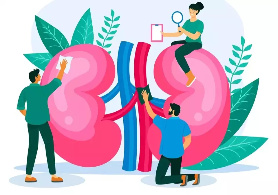 10 Fungsi Ginjal yang Menakjubkan dan Tips Menjaganya Tetap Sehat