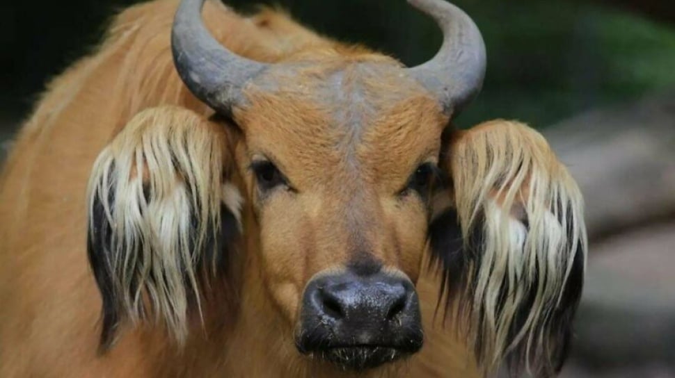 10 Hewan Aneh dan Mencengangkan: Eksplorasi Fauna dari Madagaskar ke Amazon