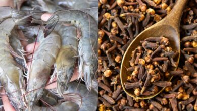 7 Fakta Penting Kasus Radioaktif Udang dan Cengkeh di Indonesia