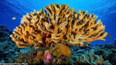 84% Terumbu Karang Dunia Memutih, Ilmuwan: Waktu Kita Hampir Habis