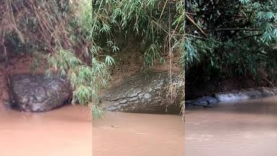 Batu Mirip Ular Raksasa Viral di Thailand, Hebohkan Warga dan Media!