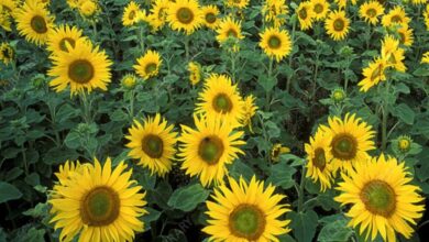 Bunga Matahari Akan Ditanam di Cikande, Serap Radioaktif seperti di Chernobyl