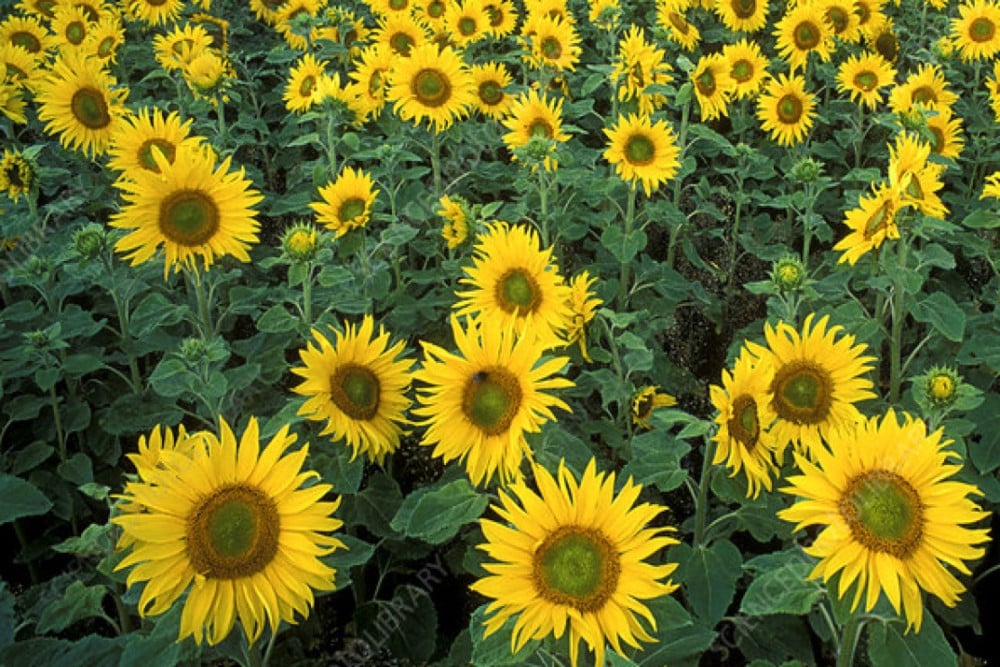 Bunga Matahari Akan Ditanam di Cikande, Serap Radioaktif seperti di Chernobyl