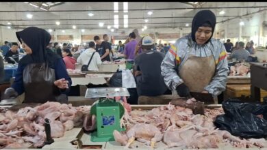 Dampak Program MBG: Harga Daging Ayam di Bangka Melonjak Mahal