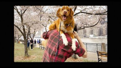 Film Good Boy Tayang di Bioskop: Anjing Bintangi Film Horor Menarik!