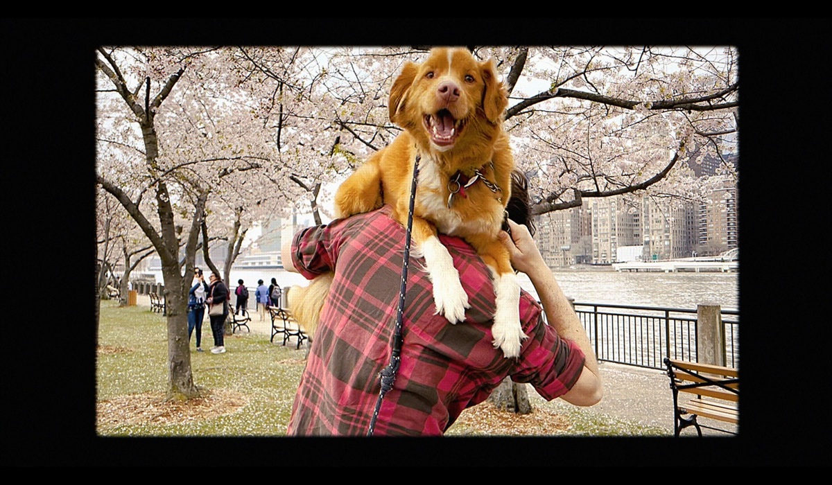 Film Good Boy Tayang di Bioskop: Anjing Bintangi Film Horor Menarik!