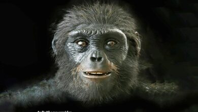 Fosil 4,4 Juta Tahun Guncang Teori Evolusi: Nenek Moyang Manusia 100% Kera Afrika?