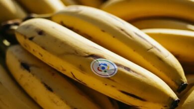 Google Search di Indonesia Kini Hadir dengan Fitur Nano Banana yang Inovatif