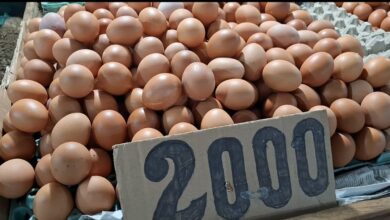 Harga Telur Ayam di Bangka Capai Rp2.000 per Butir, Ini Penyebabnya