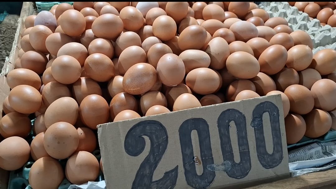Harga Telur Ayam di Bangka Capai Rp2.000 per Butir, Ini Penyebabnya