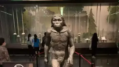 Homo Erectus Pulang Kampung: Fosil Manusia Jawa Kembali ke Indonesia