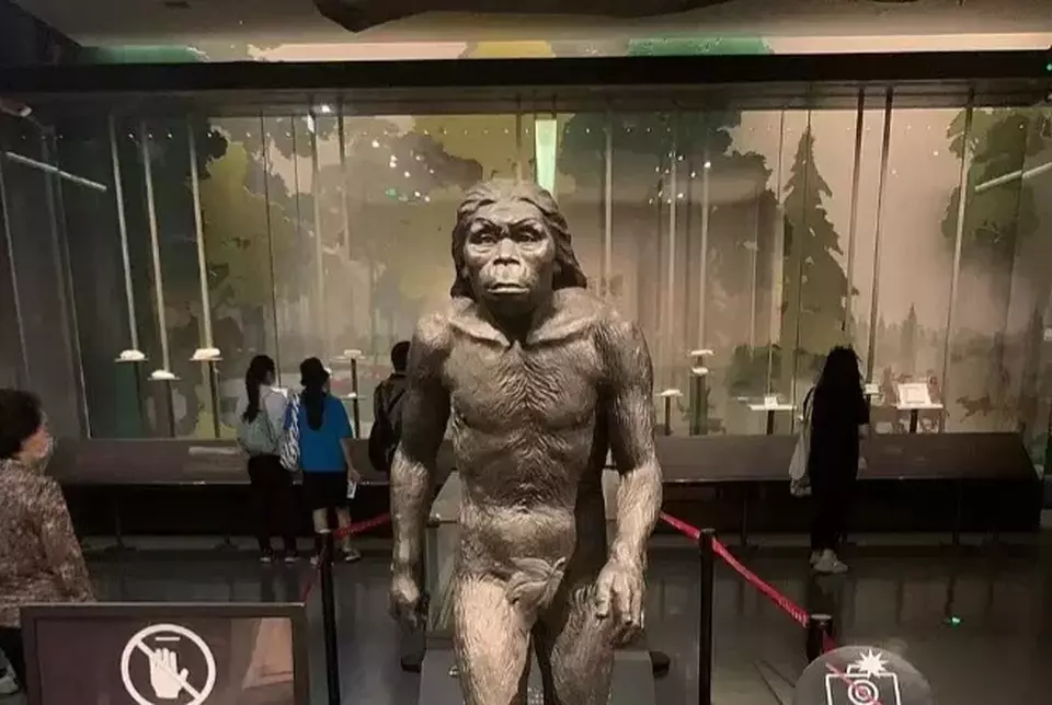 Homo Erectus Pulang Kampung: Fosil Manusia Jawa Kembali ke Indonesia