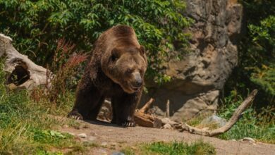 Jepang Rekrut Pemburu untuk Atasi Meningkatnya Serangan Beruang di Daerah Wisata