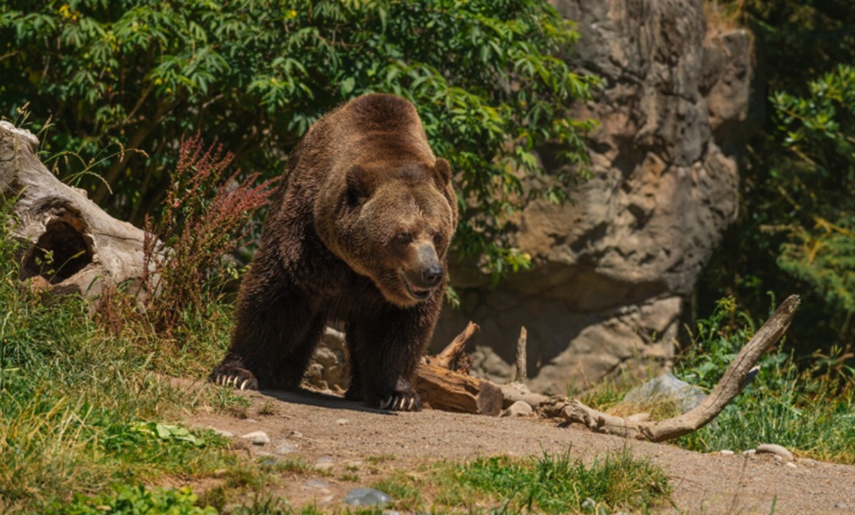 Jepang Rekrut Pemburu untuk Atasi Meningkatnya Serangan Beruang di Daerah Wisata