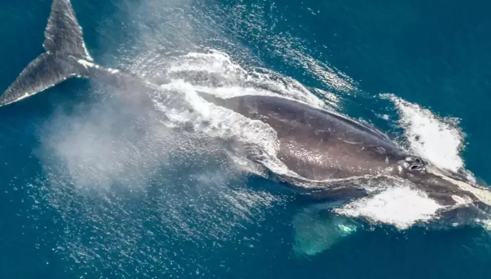 Kabar Baik! Populasi Paus Langka di Atlantik Meningkat Signifikan