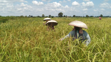 Kalsel Puncaki Indeks Ketahanan Pangan Nasional: Apa Penyebabnya?