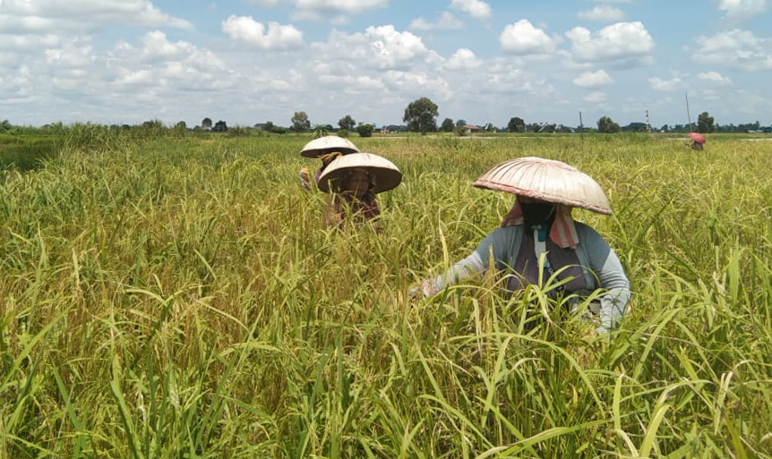 Kalsel Puncaki Indeks Ketahanan Pangan Nasional: Apa Penyebabnya?