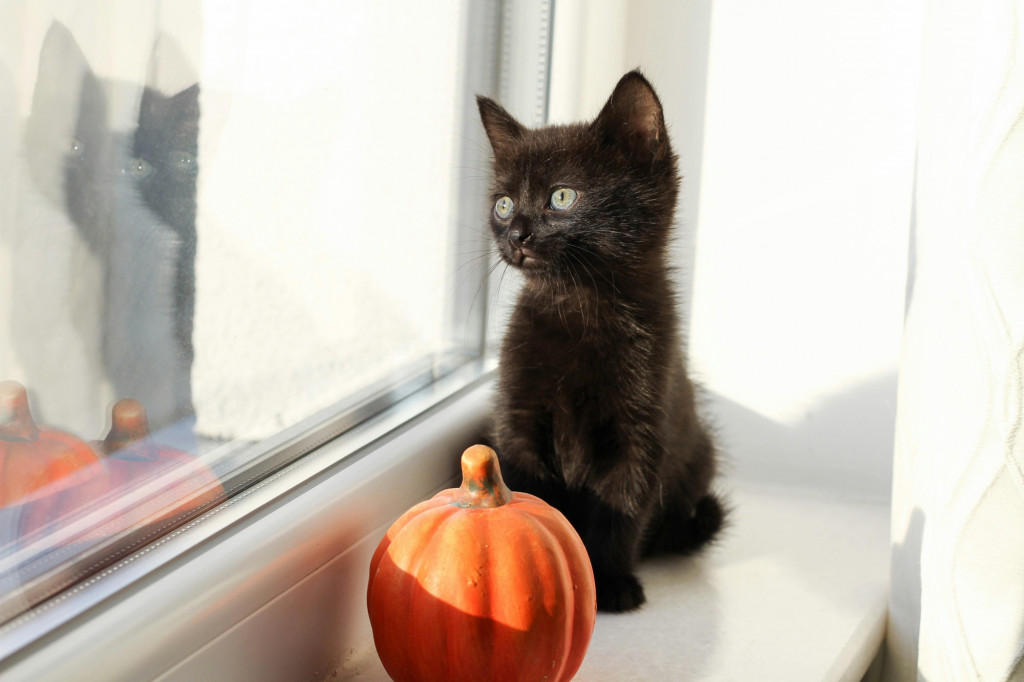Kota di Spanyol Larang Adopsi Kucing Hitam Jelang Halloween, Ini Alasannya