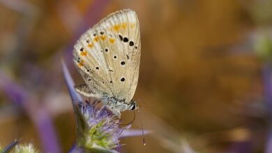 Kupu-Kupu Atlas Biru: Spesies Dengan Kromosom Terbanyak di Dunia