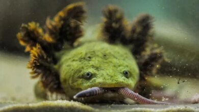 Naga Aneh: Amfibi Terlangka di Dunia Ditemukan di Danau Pátzcuaro